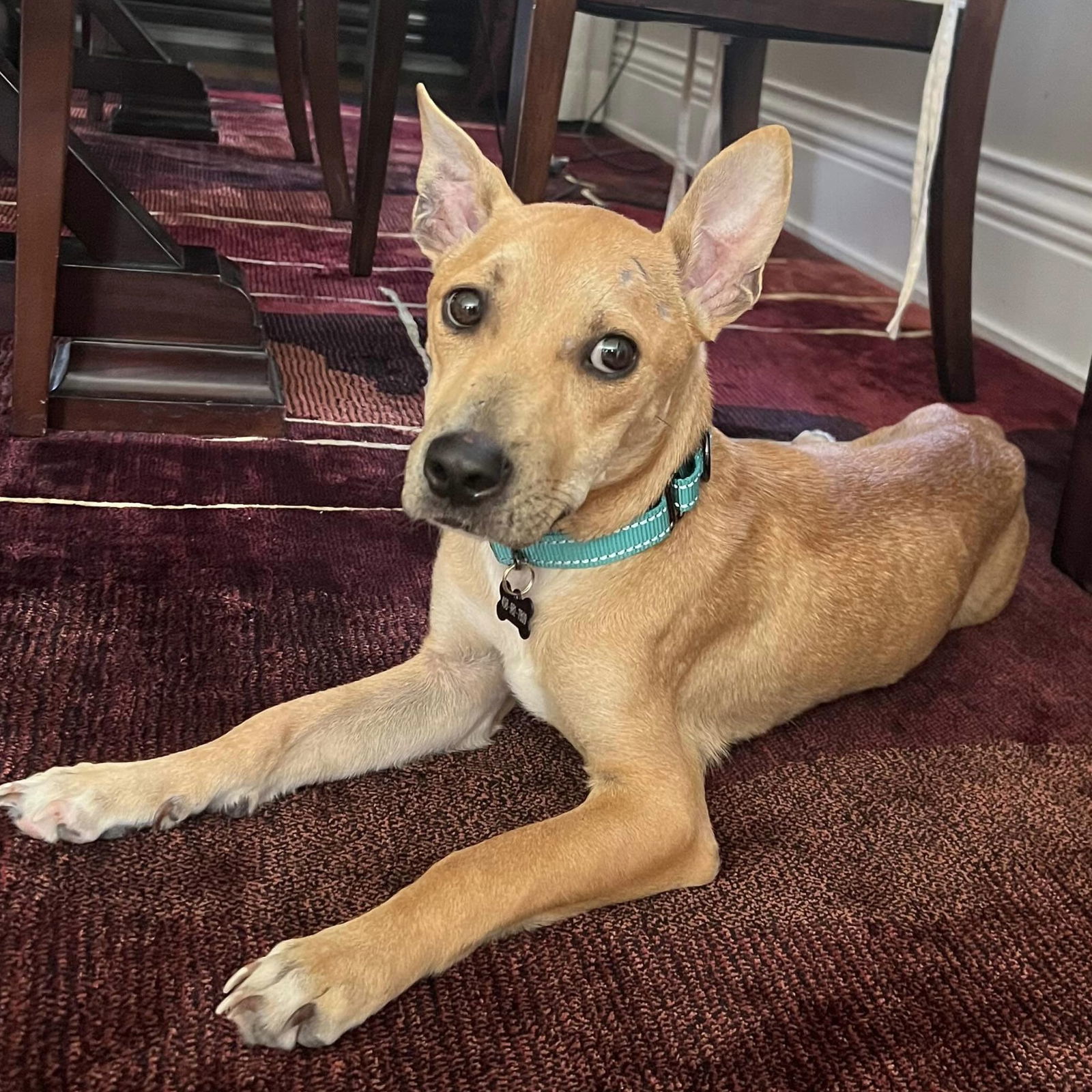 Joey, an adoptable Carolina Dog, Basenji in Santa Clara, CA, 95050 | Photo Image 1