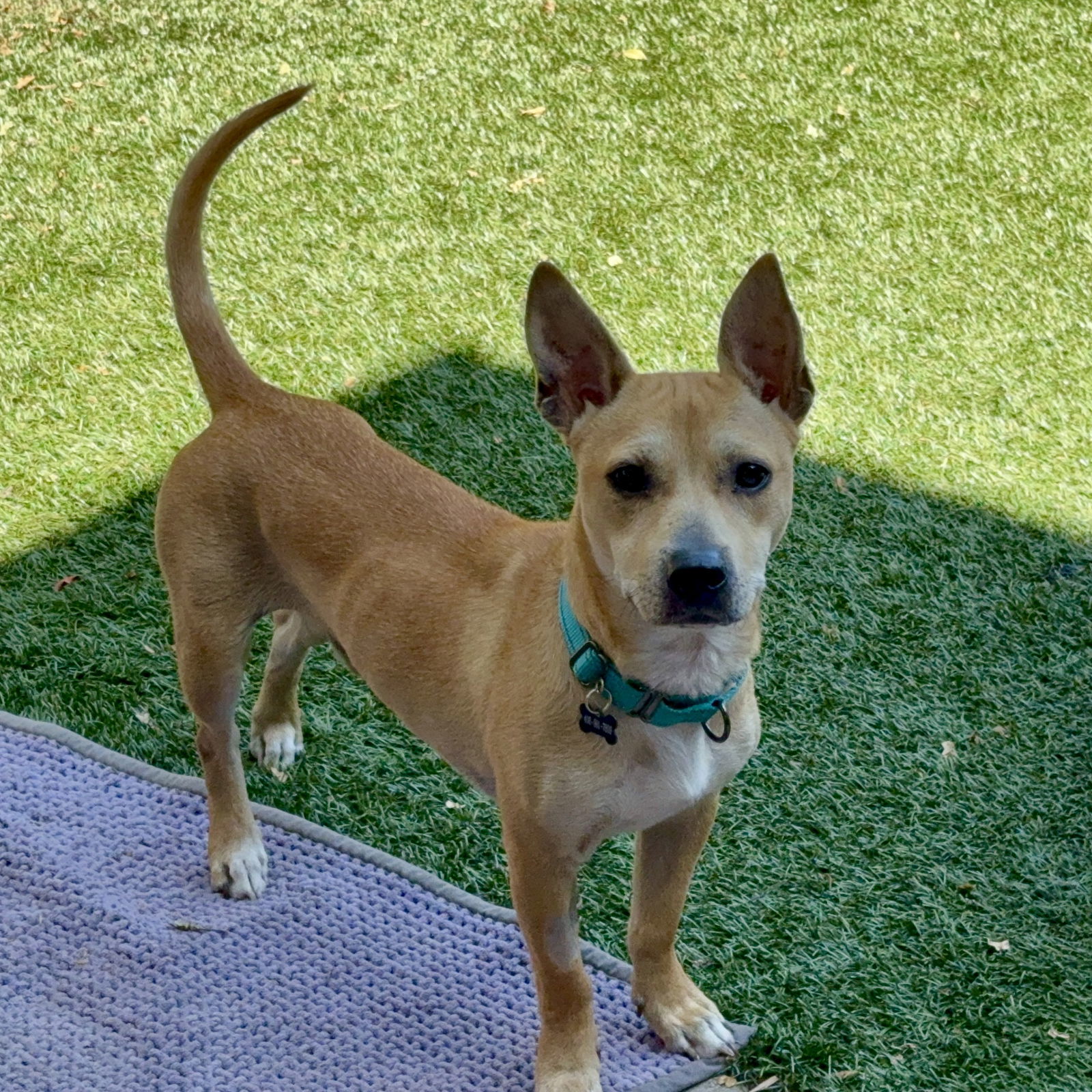 Joey, an adoptable Carolina Dog, Basenji in Santa Clara, CA, 95050 | Photo Image 2