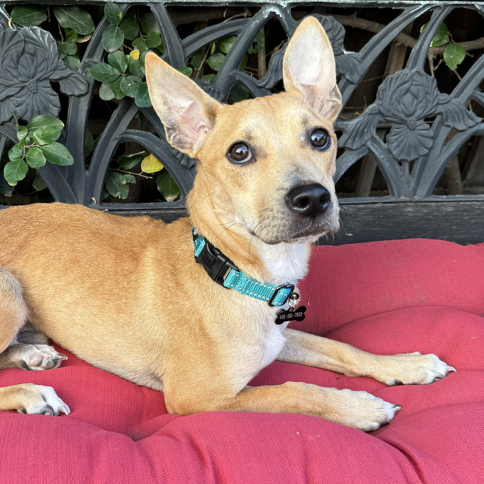 Joey, an adoptable Carolina Dog, Basenji in Santa Clara, CA, 95050 | Photo Image 3