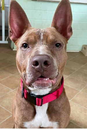 Toad American Staffordshire Terrier Dog
