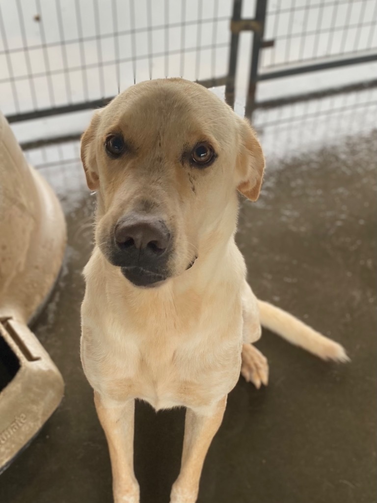 AXEL, an adoptable Australian Cattle Dog / Blue Heeler, Labrador Retriever in Big Spring, TX, 79720 | Photo Image 1