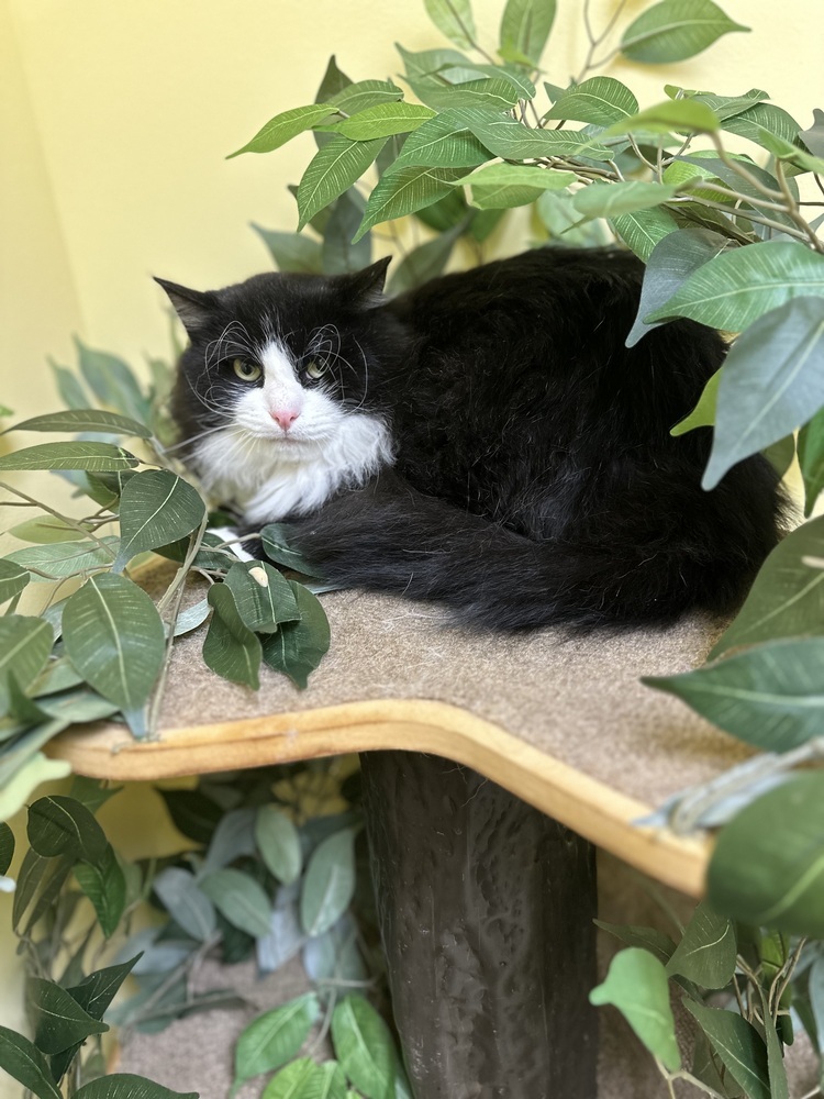 Neptune, an adoptable Domestic Medium Hair in Trenton, ME, 04605 | Photo Image 1