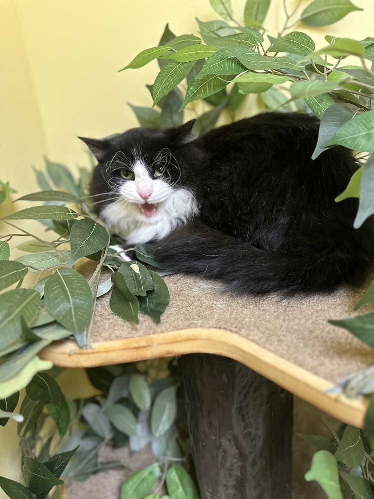 Neptune, an adoptable Domestic Medium Hair in Trenton, ME, 04605 | Photo Image 2