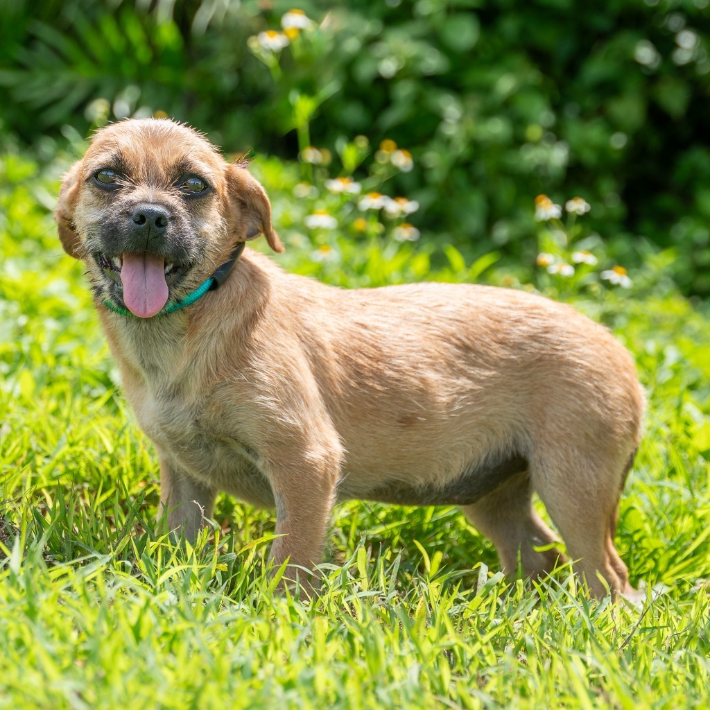 Morticia, an adoptable Pug, Affenpinscher in Mangilao, GU, 96923 | Photo Image 1