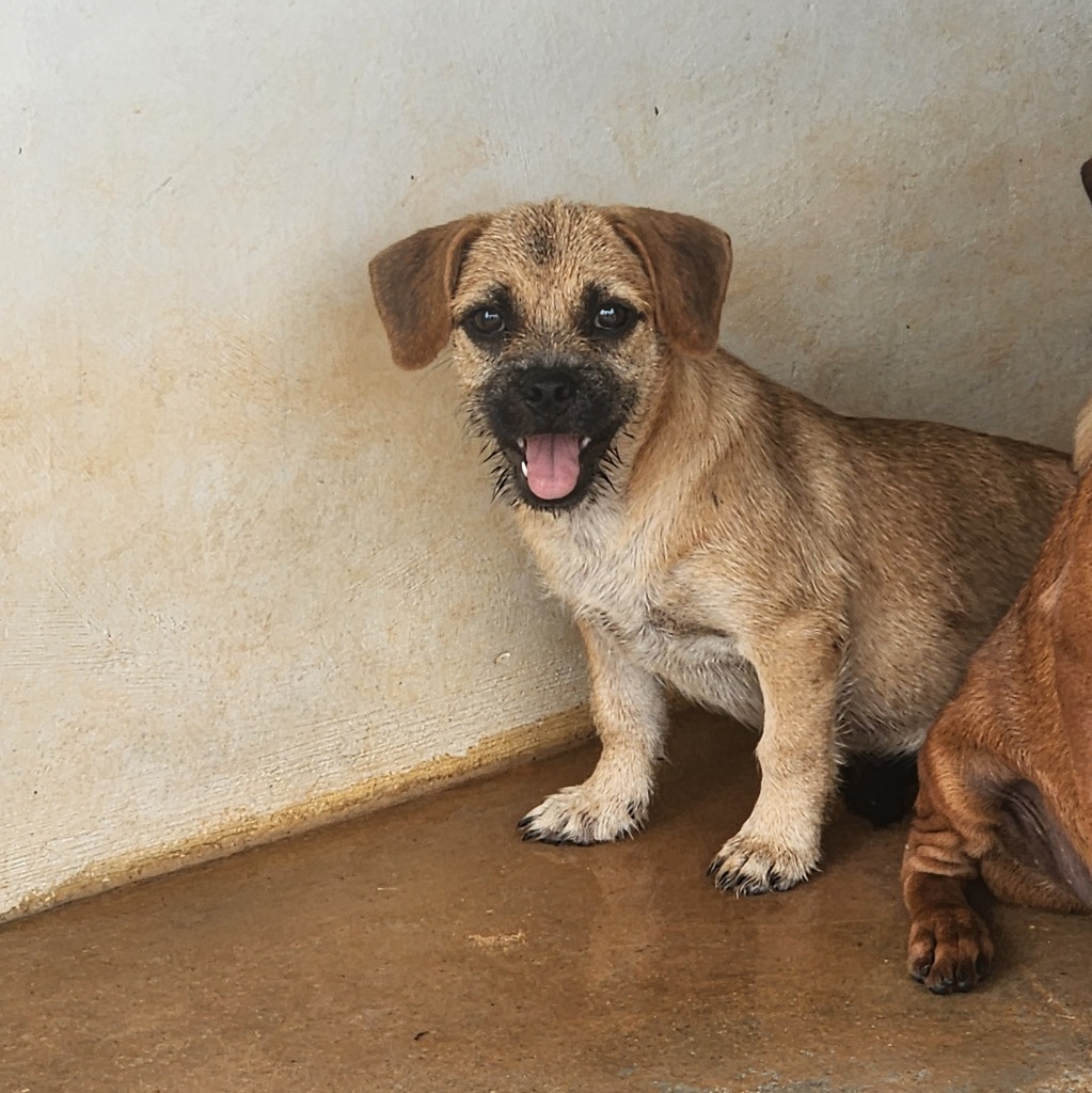 Morticia, an adoptable Pug, Affenpinscher in Mangilao, GU, 96923 | Photo Image 2