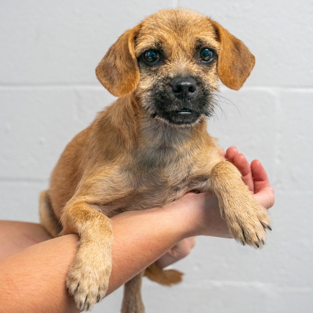 Morticia, an adoptable Pug, Affenpinscher in Mangilao, GU, 96923 | Photo Image 3