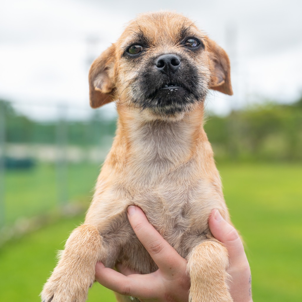 Morticia, an adoptable Pug, Affenpinscher in Mangilao, GU, 96923 | Photo Image 4