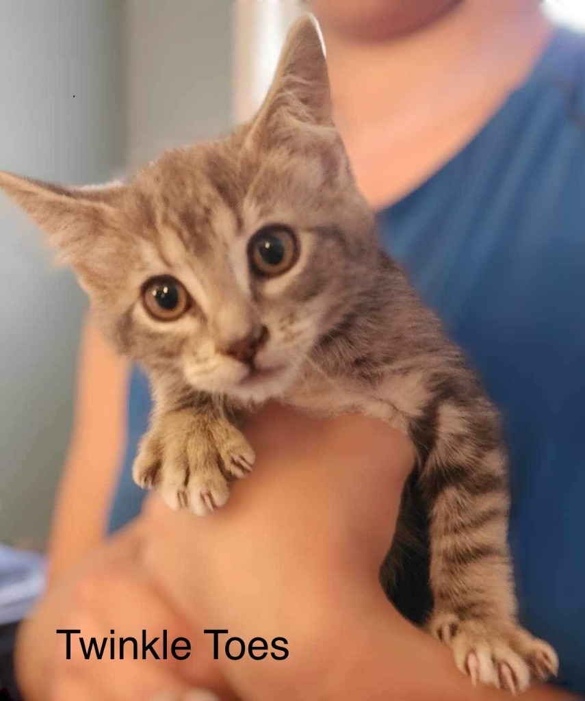 Twinkle Toes "Twink