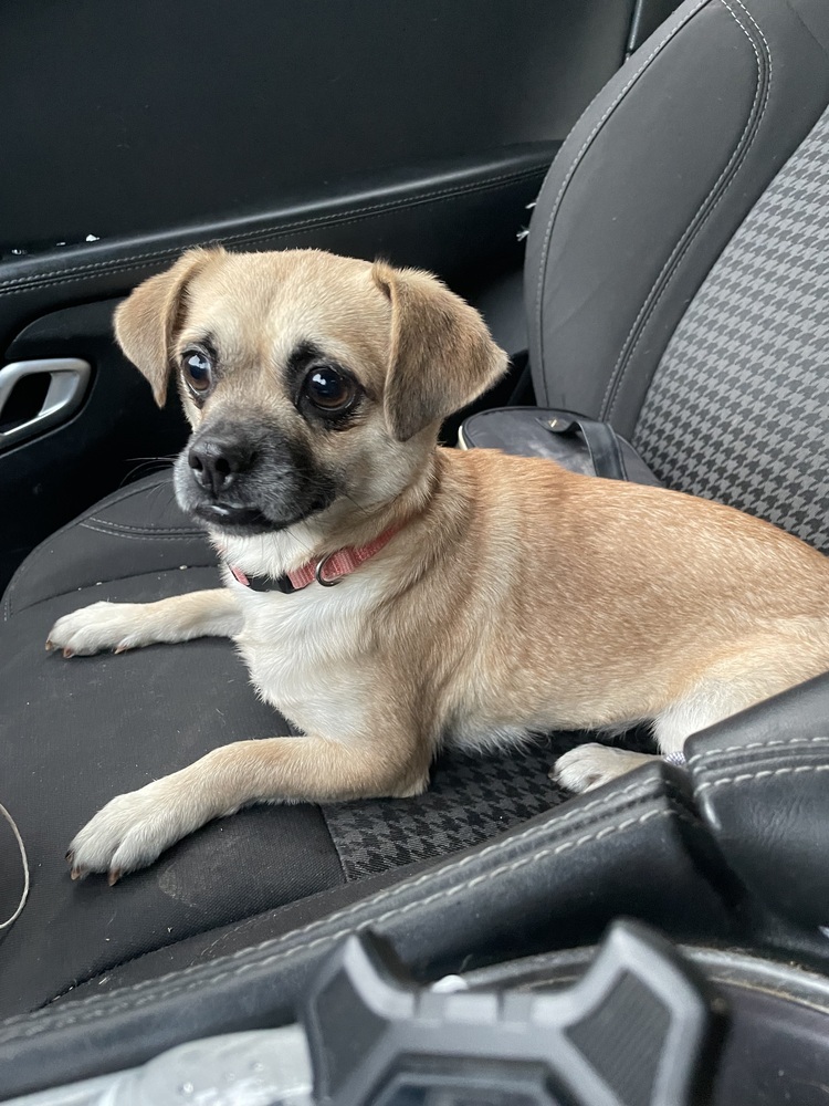 Duchess, an adoptable Pug, Dachshund in Halifax, NS, B3J 3A5 | Photo Image 1