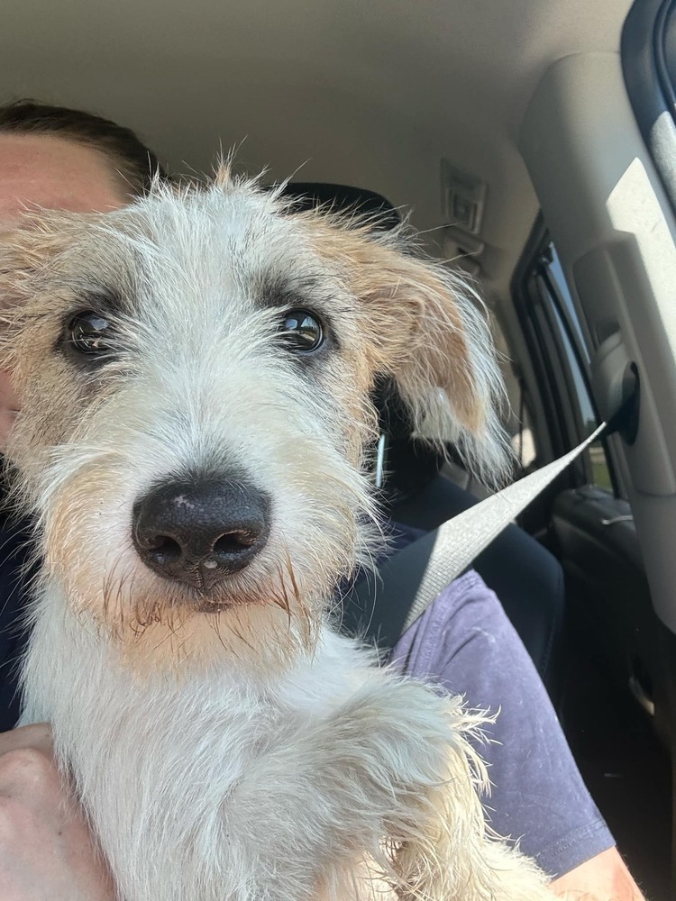 Ottis, an adoptable Terrier in Halifax, NS, B3J 3A5 | Photo Image 1