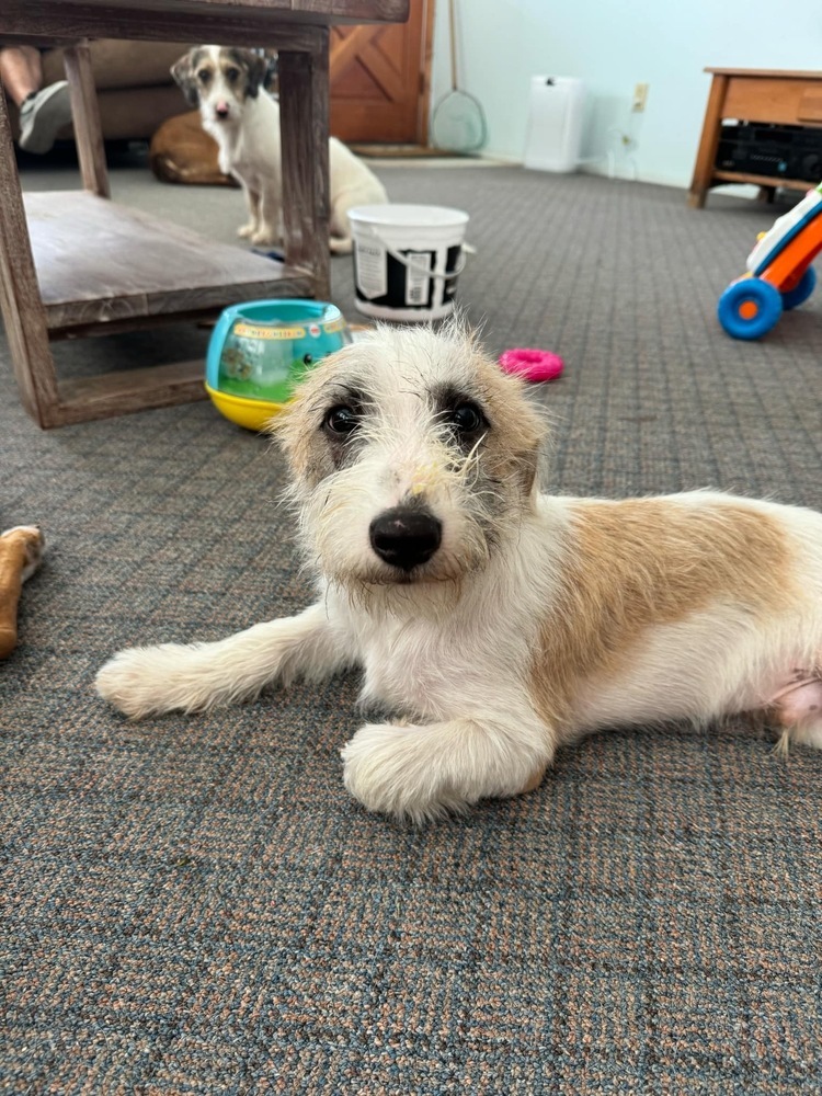 Ottis, an adoptable Terrier in Halifax, NS, B3J 3A5 | Photo Image 2