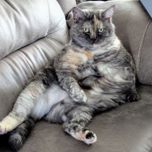 Sunshine, Senior Female Domestic Short Hair