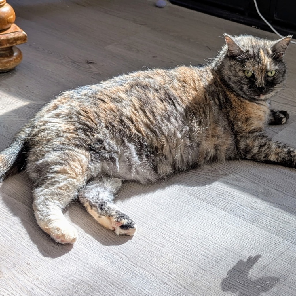 Sunshine, an adoptable Domestic Short Hair in Hinesville, GA, 31313 | Photo Image 2