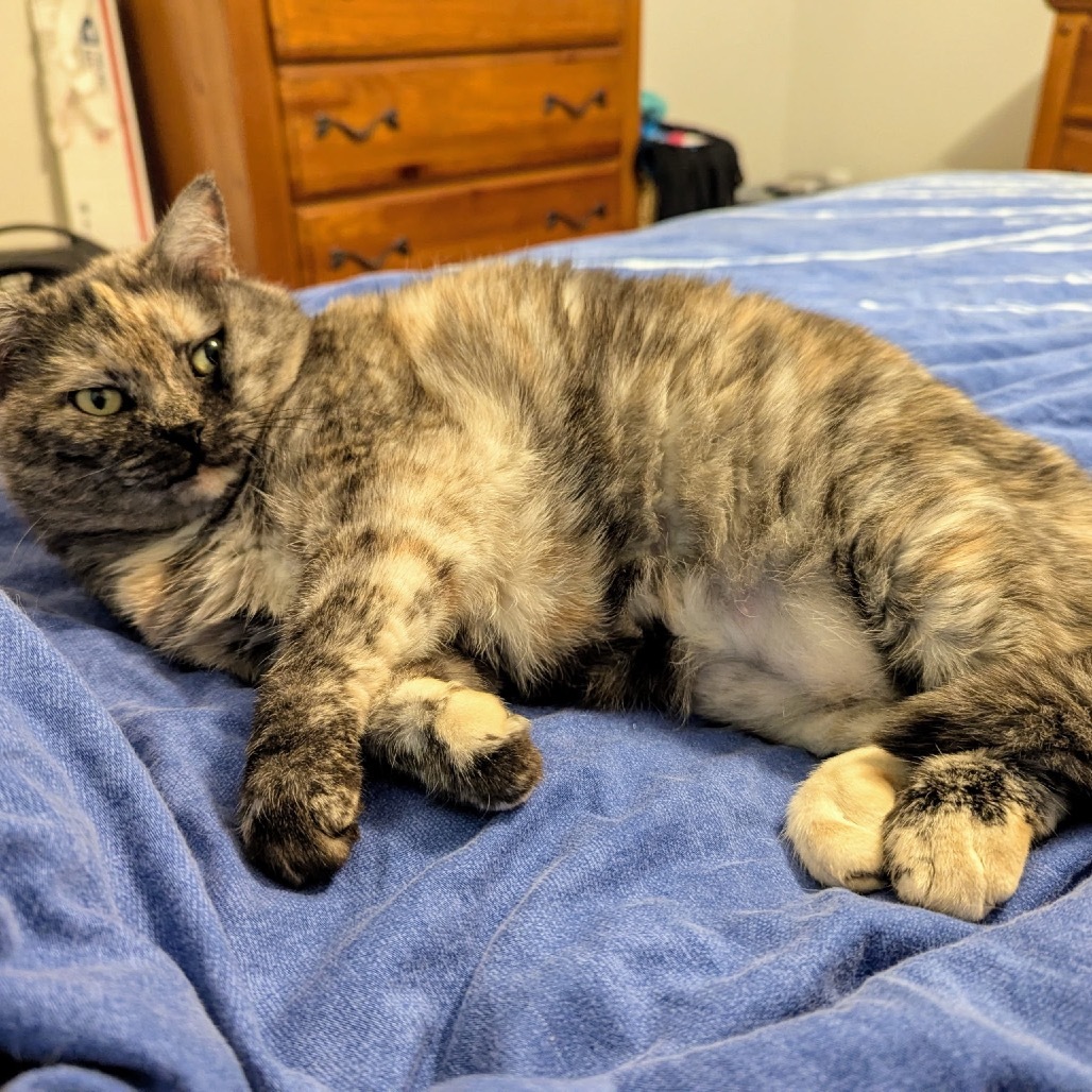 Sunshine, an adoptable Domestic Short Hair in Hinesville, GA, 31313 | Photo Image 3