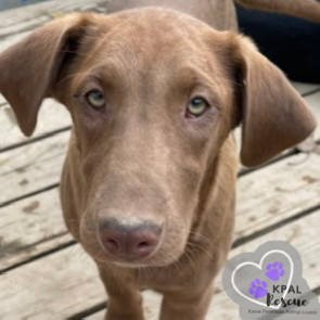 Cappuccino - Gourmet Coffee Litter, an adoptable Airedale Terrier, Rhodesian Ridgeback in Kenai, AK, 99611 | Photo Image 1