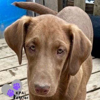 Cappuccino - Gourmet Coffee Litter, an adoptable Airedale Terrier, Rhodesian Ridgeback in Kenai, AK, 99611 | Photo Image 2