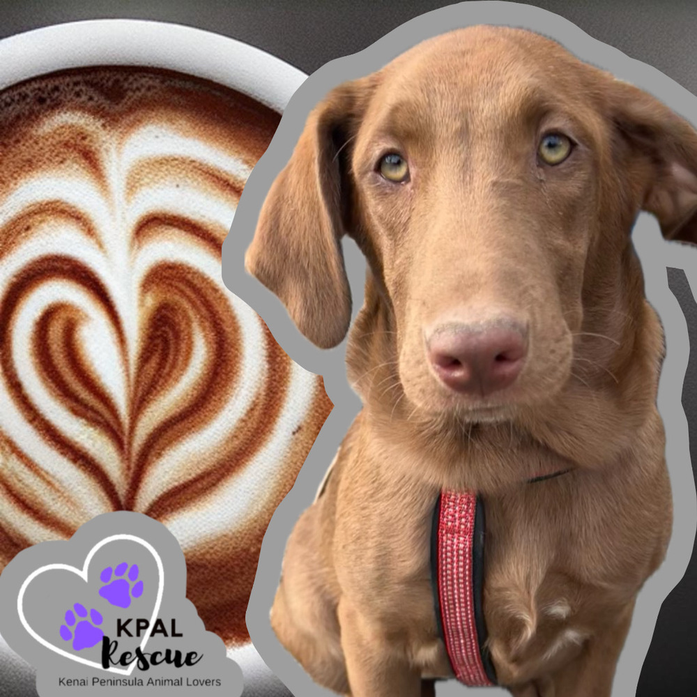 Cappuccino - Gourmet Coffee Litter, an adoptable Airedale Terrier, Rhodesian Ridgeback in Kenai, AK, 99611 | Photo Image 3