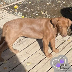 Cappuccino - Gourmet Coffee Litter, an adoptable Airedale Terrier, Rhodesian Ridgeback in Kenai, AK, 99611 | Photo Image 4