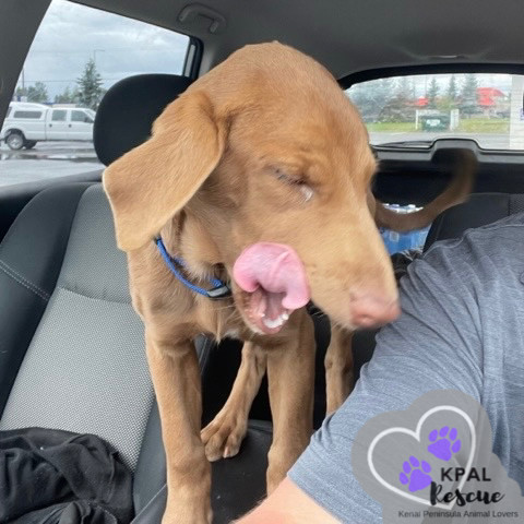 Cappuccino - Gourmet Coffee Litter, an adoptable Airedale Terrier, Rhodesian Ridgeback in Kenai, AK, 99611 | Photo Image 6