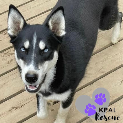 Clarnella - The Grinch Litter, an adoptable Husky, Airedale Terrier in Kenai, AK, 99611 | Photo Image 4