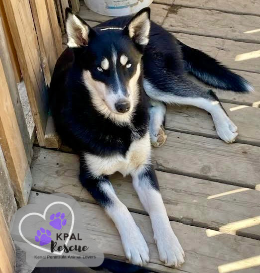 Clarnella - The Grinch Litter, an adoptable Husky, Airedale Terrier in Kenai, AK, 99611 | Photo Image 5