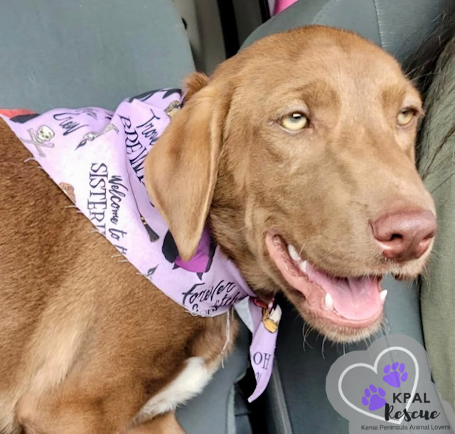 Macchiato - Gourmet Coffee Litter, an adoptable Airedale Terrier, Rhodesian Ridgeback in Kenai, AK, 99611 | Photo Image 1