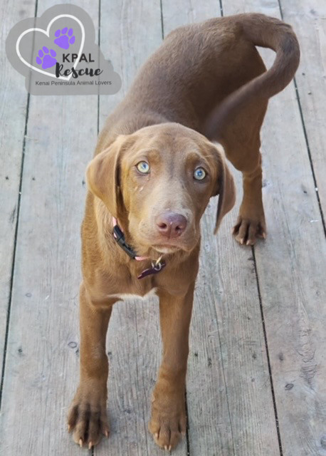 Macchiato - Gourmet Coffee Litter, an adoptable Airedale Terrier, Rhodesian Ridgeback in Kenai, AK, 99611 | Photo Image 2