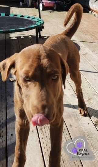 Macchiato - Gourmet Coffee Litter, an adoptable Airedale Terrier, Rhodesian Ridgeback in Kenai, AK, 99611 | Photo Image 3