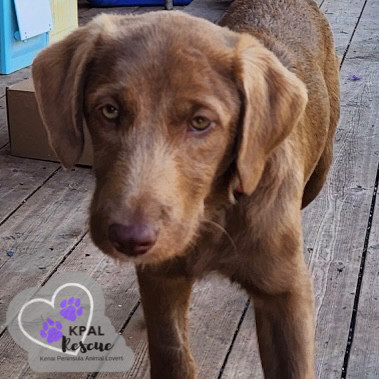 Americano - Gourmet Coffee Litter, an adoptable Airedale Terrier, Rhodesian Ridgeback in Kenai, AK, 99611 | Photo Image 1