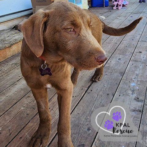 Americano - Gourmet Coffee Litter, an adoptable Airedale Terrier, Rhodesian Ridgeback in Kenai, AK, 99611 | Photo Image 2