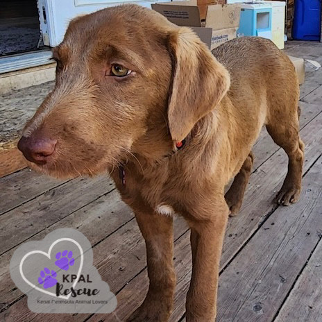 Americano - Gourmet Coffee Litter, an adoptable Airedale Terrier, Rhodesian Ridgeback in Kenai, AK, 99611 | Photo Image 3