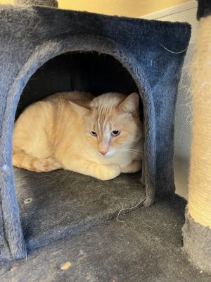 Snickers, Adult Male Siamese
