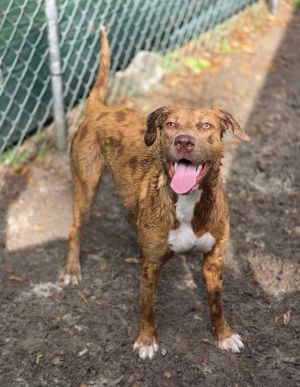 Janey Doe, Young Female Hound