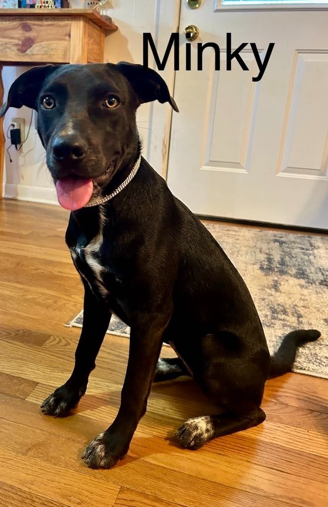 Minky, an adoptable Mixed Breed in Fond Du Lac, WI, 54935 | Photo Image 2