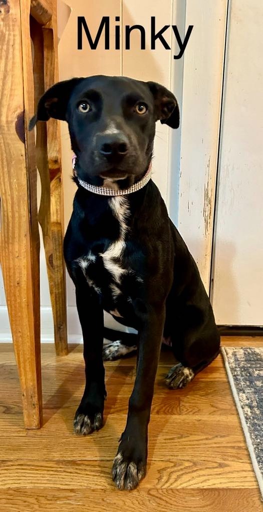 Minky, an adoptable Mixed Breed in Fond Du Lac, WI, 54935 | Photo Image 3