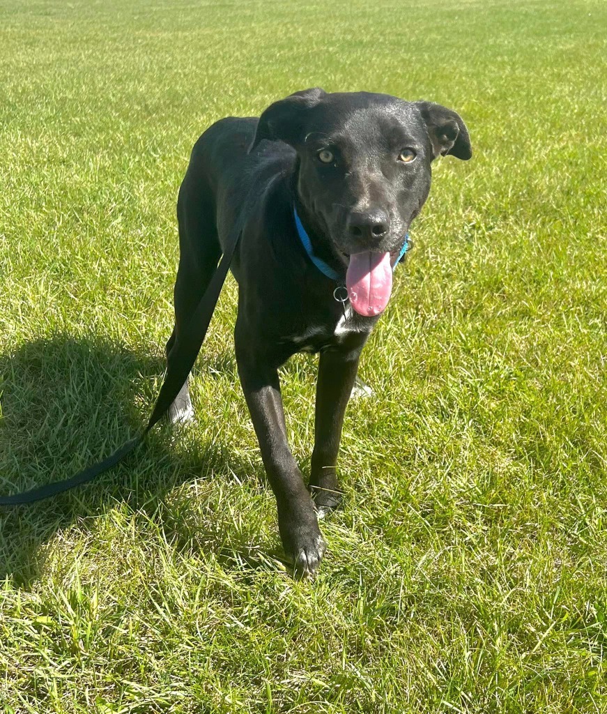 Minky, an adoptable Mixed Breed in Fond Du Lac, WI, 54935 | Photo Image 4
