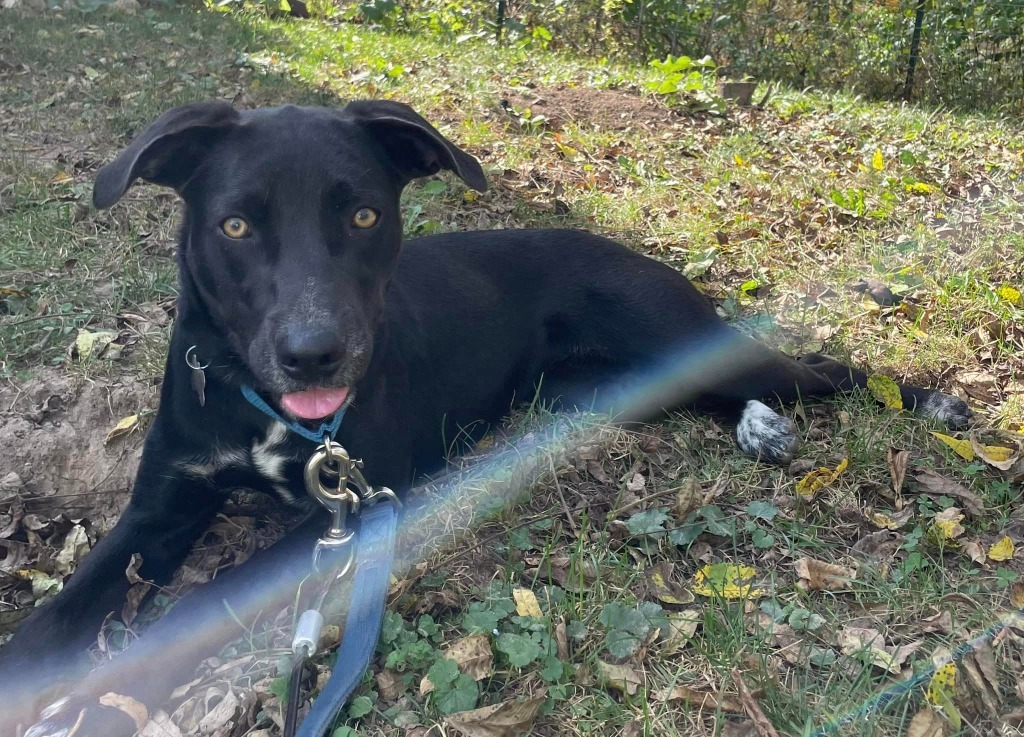 Minky, an adoptable Mixed Breed in Fond Du Lac, WI, 54935 | Photo Image 5