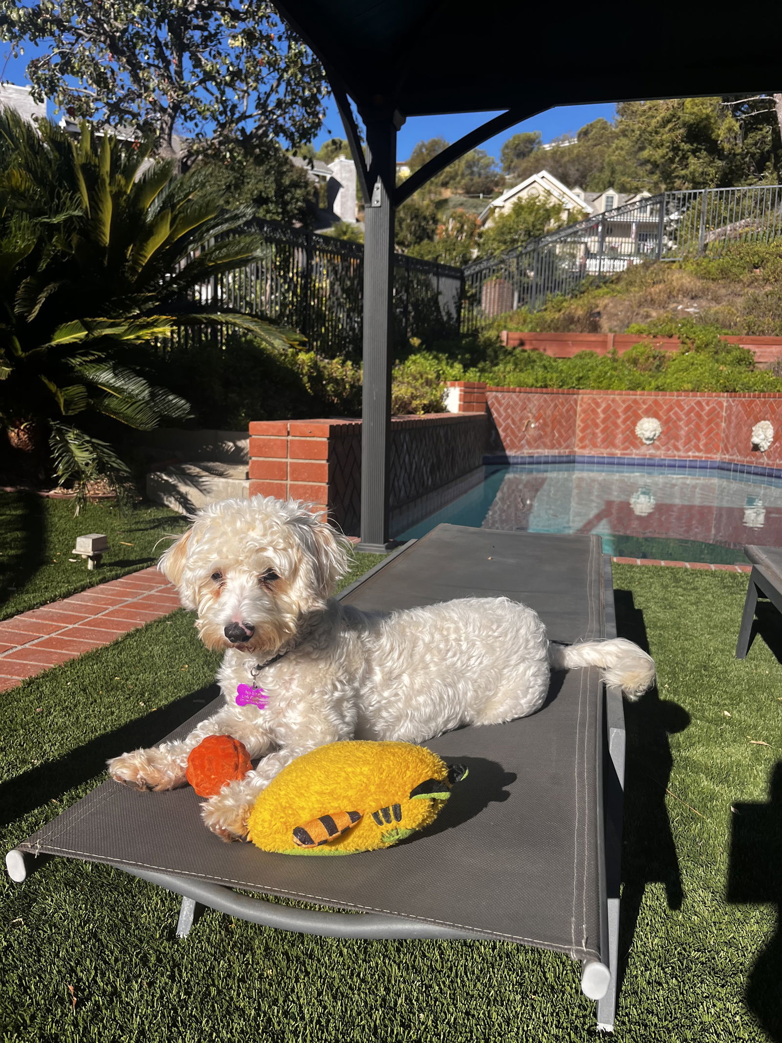 Cotton, an adoptable Maltese in Apple Valley, CA, 92307 | Photo Image 1