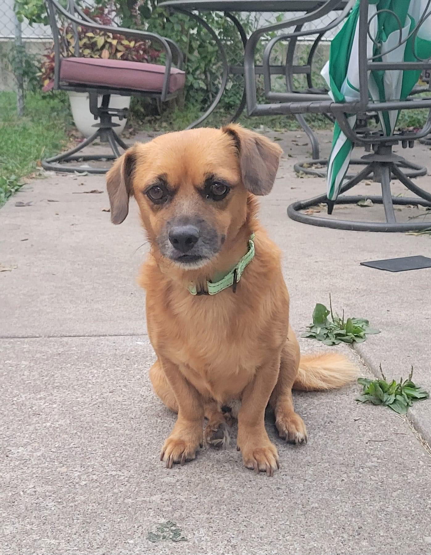 Walter (doxie mix)