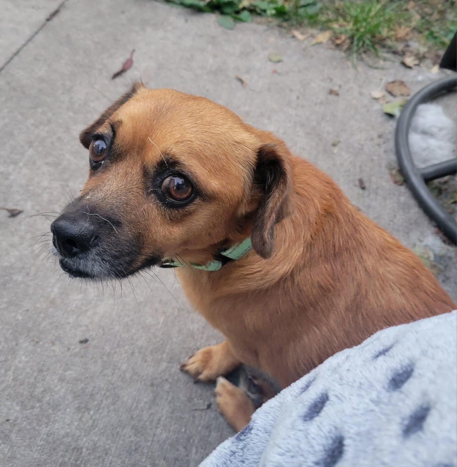 Walter (doxie mix)