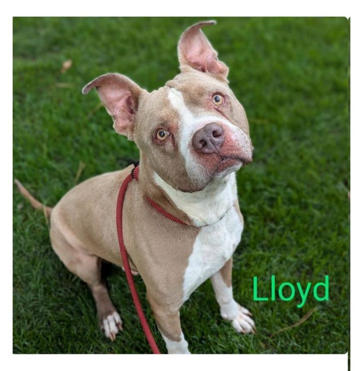 Lloyd 2