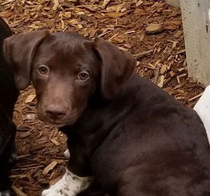Willy, Young Male Mixed Breed