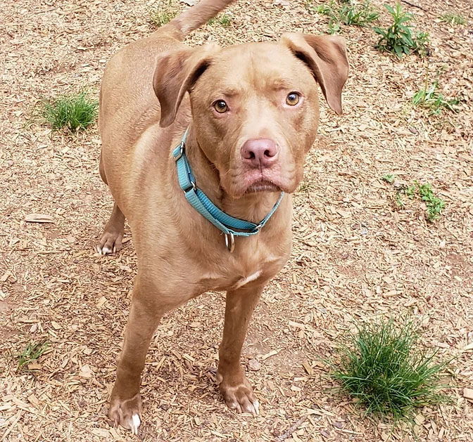 Lincoln, an adoptable Pit Bull Terrier, Vizsla in Roanoke, AL, 36274 | Photo Image 1