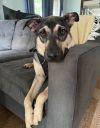 Lulu