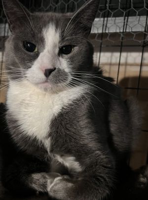 Sissy, Young Female Domestic Short Hair