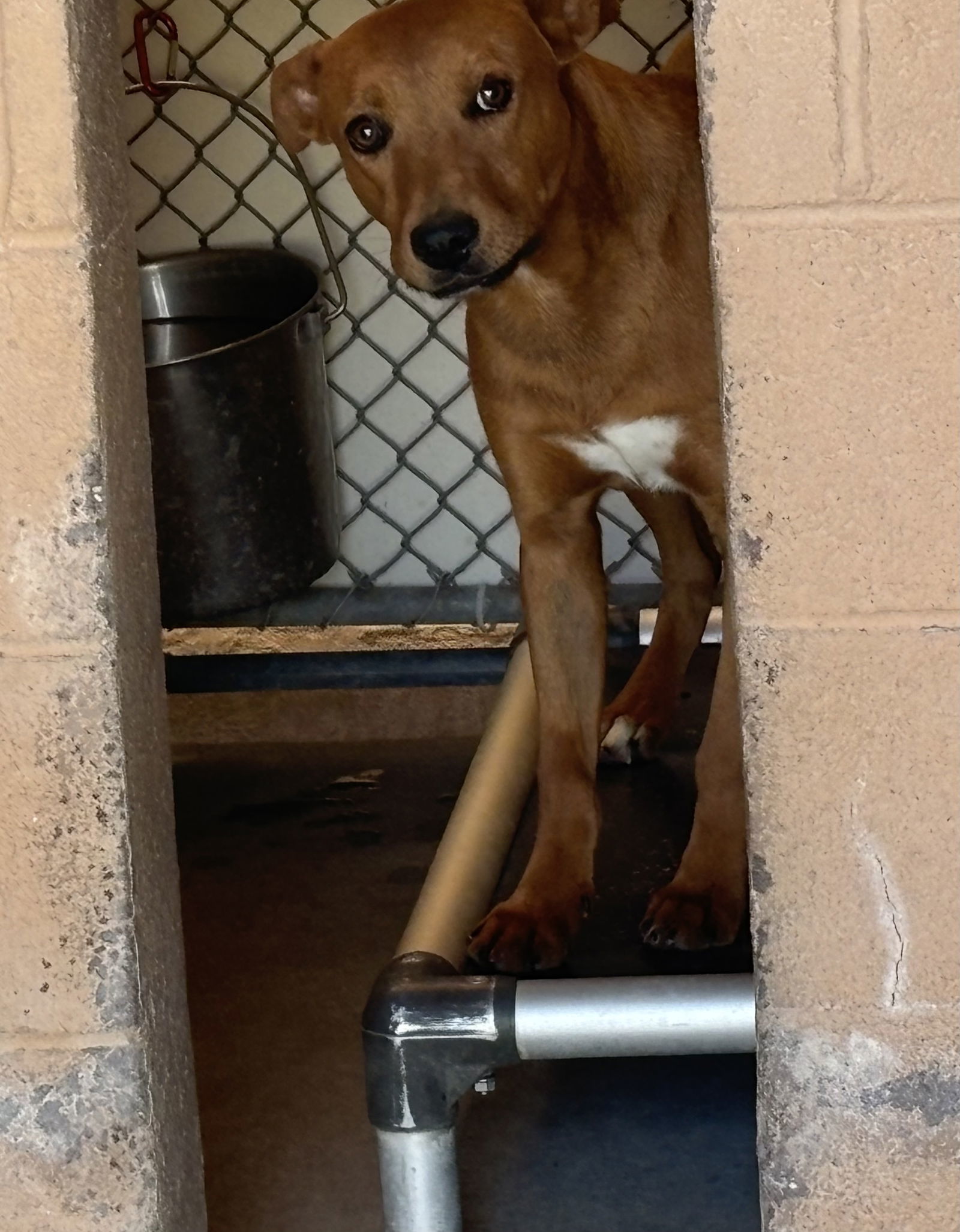 Spirit, an adoptable Redbone Coonhound in Las Vegas, NM, 87701 | Photo Image 1