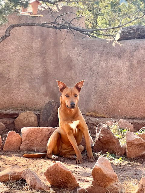 Spirit, an adoptable Redbone Coonhound in Las Vegas, NM, 87701 | Photo Image 1