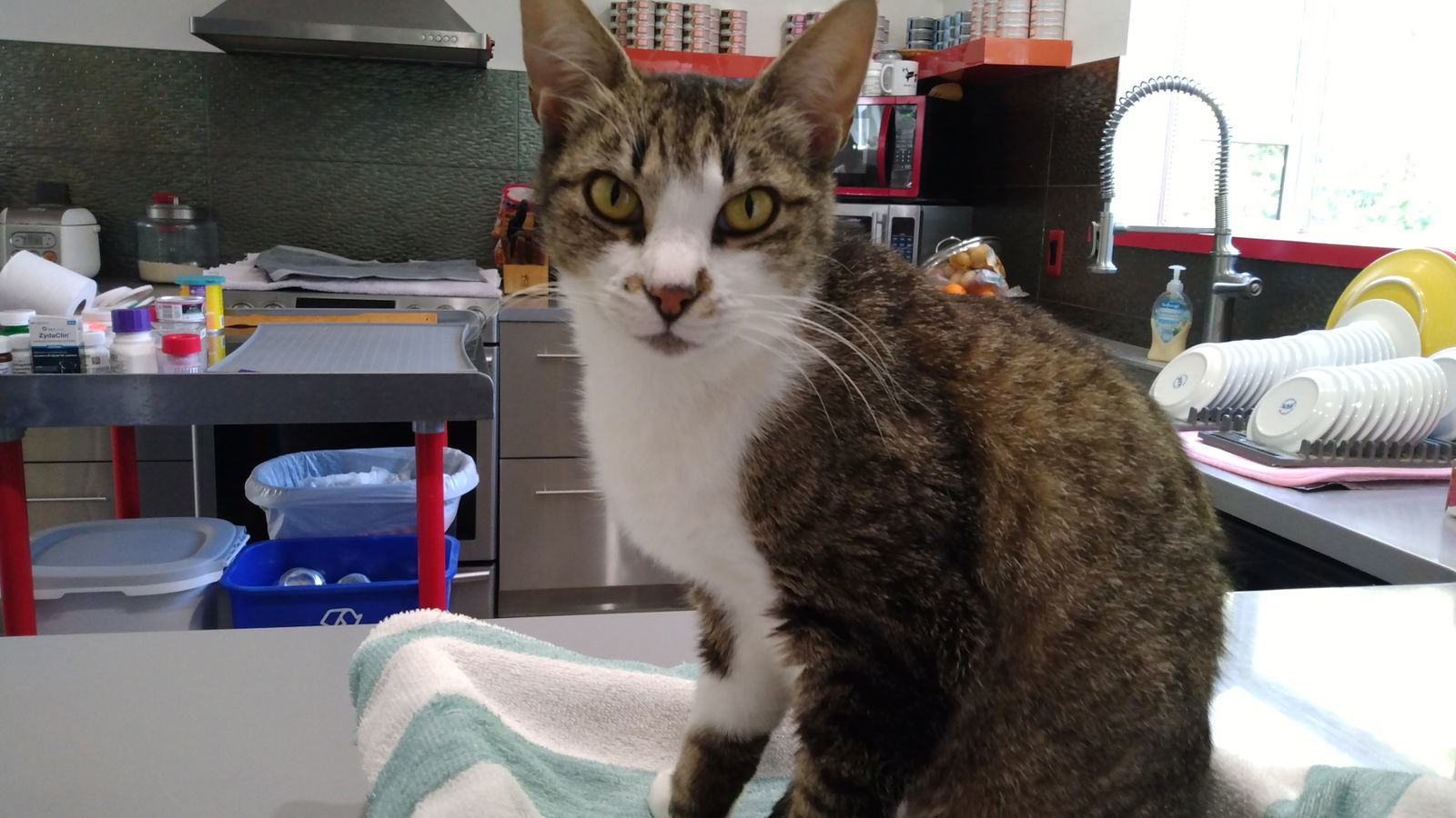 Jewel, an adoptable Domestic Short Hair in Santa Rosa, CA, 95404 | Photo Image 2