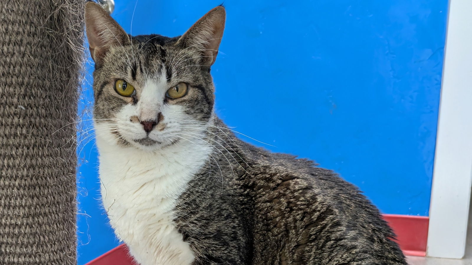 Jewel, an adoptable Domestic Short Hair in Santa Rosa, CA, 95404 | Photo Image 2