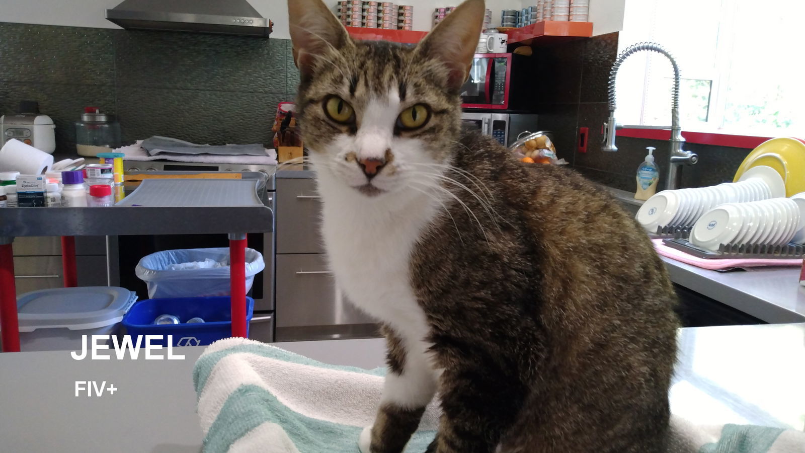 Jewel, an adoptable Domestic Short Hair in Santa Rosa, CA, 95404 | Photo Image 1